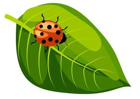 Ladybug on a leaf vector