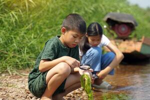 Children use magnifying glasses to look at freshwater algae they found while exploring a riverside area. Concept of outdoor,activities, exploration, nature, learning. photo