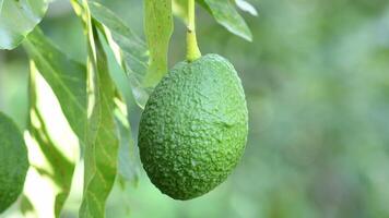 Harvest manually a natural hass avocado in a avocado tree video