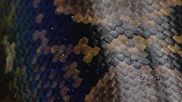 Scales of squamous reticulated python snake crawling - Python reticulatus video