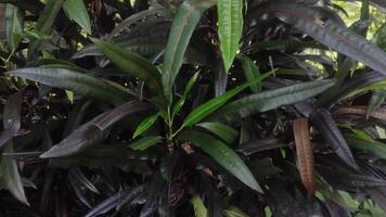 Codiaeum variegatum Garden Croton with Vibrant Multicolored Leaves in a Lush Green Setting video