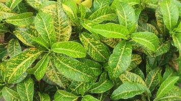 Codiaeum variegatum Garden Croton with Vibrant Multicolored Leaves in a Lush Green Setting. video