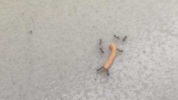 Group of Ants Cooperating to Transport a Food Fragment Across Surface video