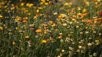 Field of Vibrant Yellow Daisies Blooming in a Sunlit Meadow with Green Foliage. video
