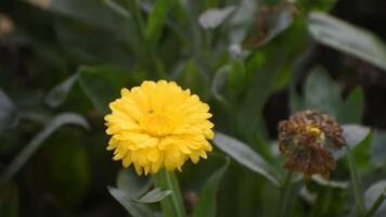 Calendula officinalis in Full Bloom with Bright Yellow Flowers in a Green Garden Setting. video