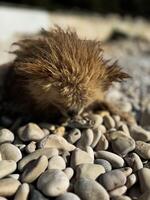 Curious small animal exploring a rocky shoreline in the afternoon sunlight photo