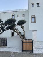 Visually striking architecture featuring unique tree placement in a coastal setting photo