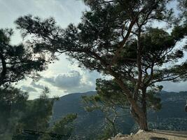 Scenic view of lush green trees against a mountainous backdrop in daytime photo