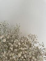 Delicate white flowers against a soft neutral background photo