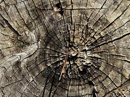 Close-up view of a weathered tree stump showcasing natural textures and patterns photo