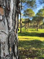 Pine tree bark in focus with lush green forest background under clear blue sky photo