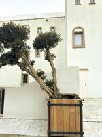 Olive tree in a wooden planter near a white building in a quiet courtyard photo