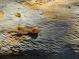Artistic texture on weathered wood surface showcasing natural patterns and colors photo