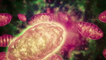 Mitochondria inside their environment. video