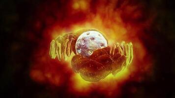 An endoplasmic reticulum network around the cell nucleus. video