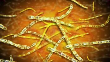Microscopic visualization of anthrax. video