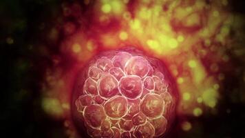 Microscopic visualization of a blastocyst. video