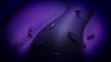 Bacterial growth on an epithelial surface. video