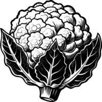 Cauliflower lineart drawing vector