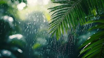 Rainy day in tropical rainforest photo