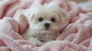 A small white dog is sitting on a pink blanket photo