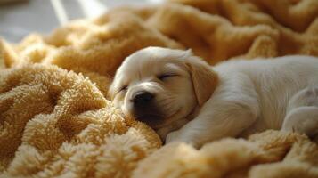 A puppy sleeping on a blanket photo