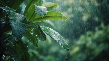 Raindrops on a leafy green plant photo