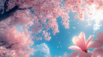 Pink flowers are in bloom in a field photo