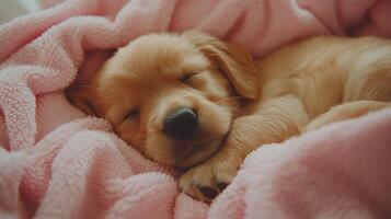 A small dog sleeping on a pink blanket photo