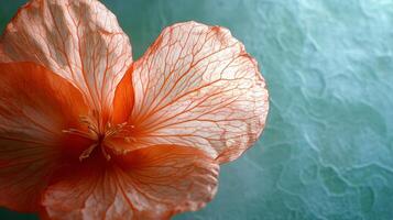 A close up of a flower with a green background photo
