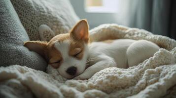 A small dog sleeping on a blanket photo