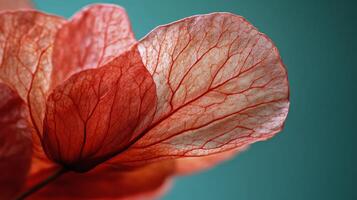 A close up of a flower with red veins photo