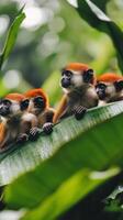 A group of red - headed monkeys are sitting on a leaf photo