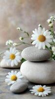 Stone stones with daisies on a table photo