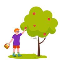 Child picking apples from a tree in a sunny orchard on a pleasant afternoon vector