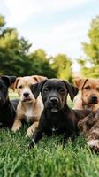 Five puppies and a cat sitting on the grass photo