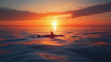 A dolphin swimming in the ocean at sunset photo