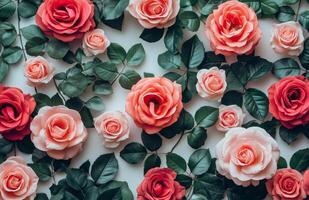 Roses are arranged in a pattern on a white background photo