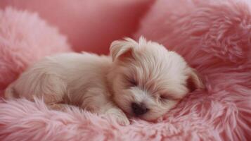 A small white puppy is sleeping on a pink blanket photo