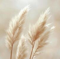 Pampas grass, autumn, autumn, autumn, autumn, autumn, autumn, autumn, photo