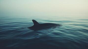 A dolphin swimming in the ocean with a foggy background photo