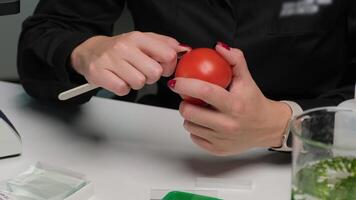 Scientist Examining Tomato Sample in Laboratory video