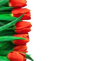 Close up of isolated fresh red tulips with green leaves on white background with copy space photo