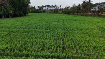 Nature is bounty on full display as lush fields prepare for a bountiful harvest. video