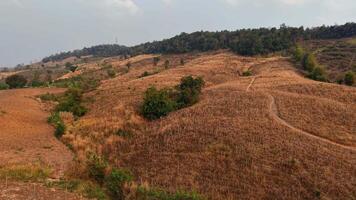 Among the golden hills, scattered trees cling to life, offering a glimpse of resilience. video