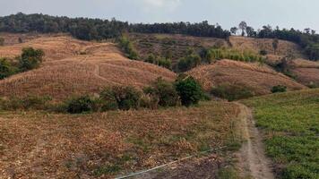 One tree stands alone in a vast, golden landscape, a reminder of nature is endurance. video
