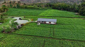 A breathtaking view of endless cornfields stretching to the horizon, a true countryside paradise. video