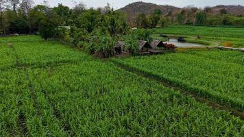 Take a bird is-eye view of vast fields, rolling hills, and peaceful farmland. video
