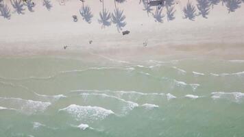 Relaxing beach day with palm trees and gentle waves in a tropical location video