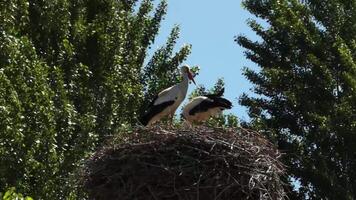 A nest of storks with birds in it against the background of a blue summer sky. video